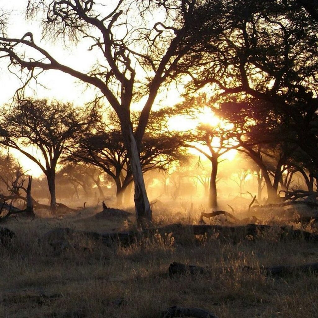 the sun is shining through the trees in the field